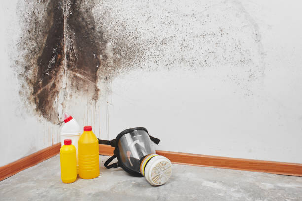 Best Emergency Mold Remediation in Omak, WA