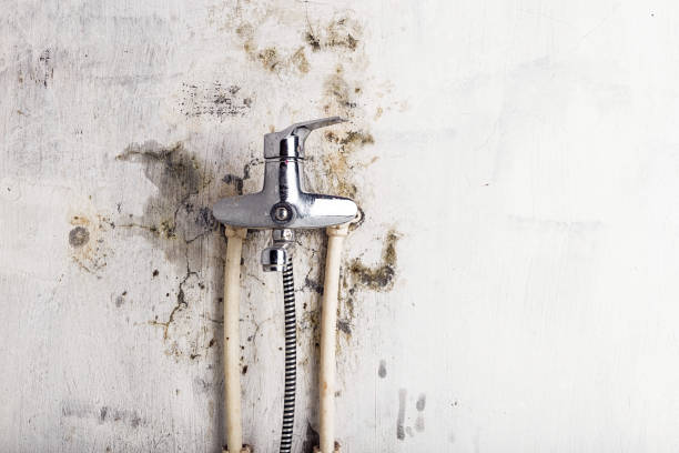 Best Commercial Mold Remediation in Omak, WA