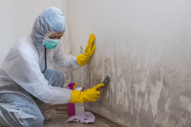 Best Residential Mold Remediation in Omak, WA