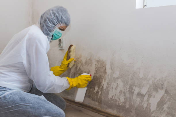 Best Insurance-Related Mold Remediation in Omak, WA