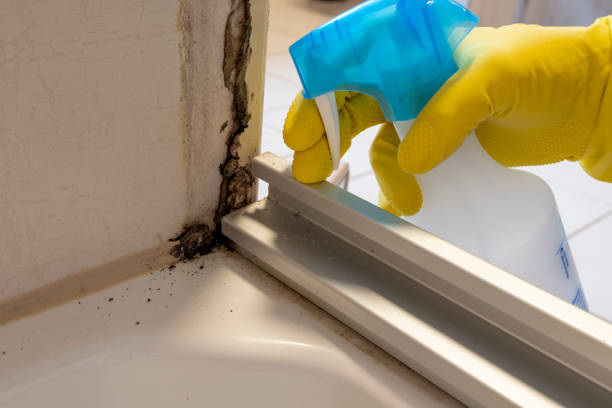 Best Mold Remediation for Schools in Omak, WA