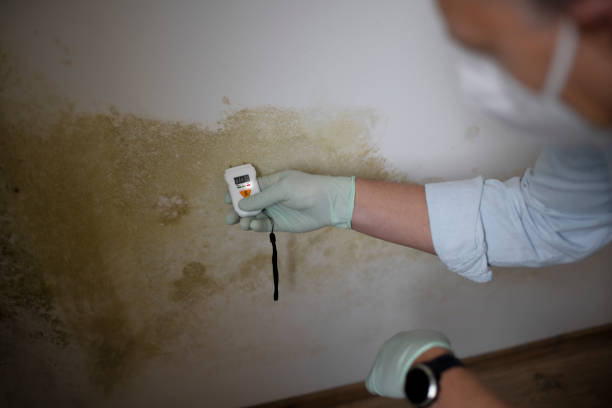 Best DIY Mold Remediation Support Services in Omak, WA