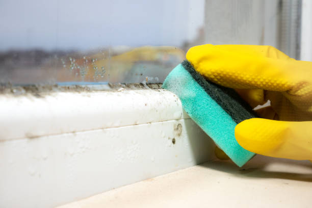 Best Mold Remediation for Specific Building Types in Omak, WA