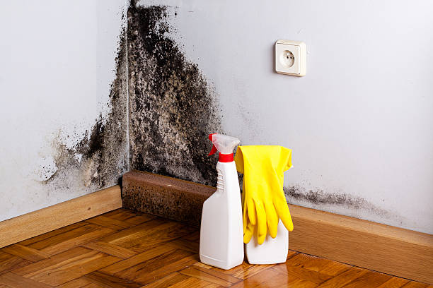 Best Localized Mold Remediation (e.g., coastal areas, humid climates) in Omak, WA