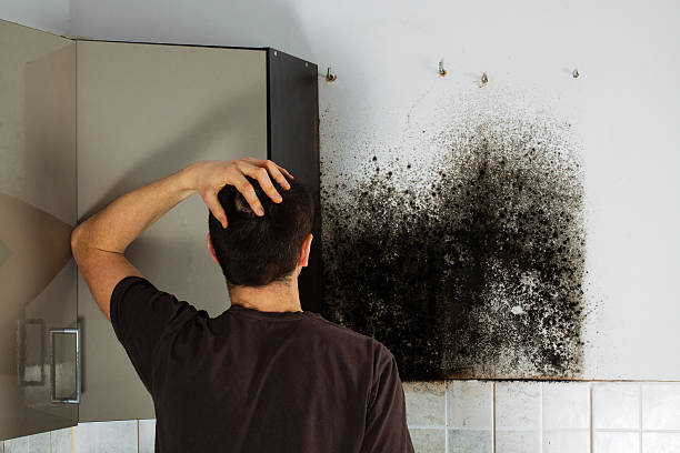 Best Post-Flood Mold Remediation in Omak, WA