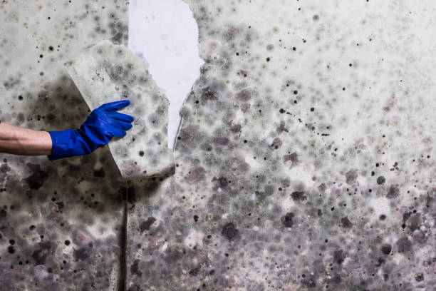 Best Health and Safety Mold Remediation in Omak, WA