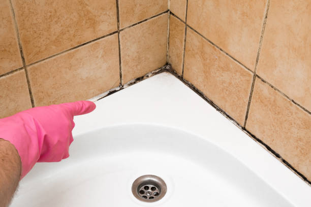 Best White Mold Remediation in Omak, WA